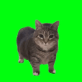 PUT AH SPIN ON IT
https://oiiai.cat/